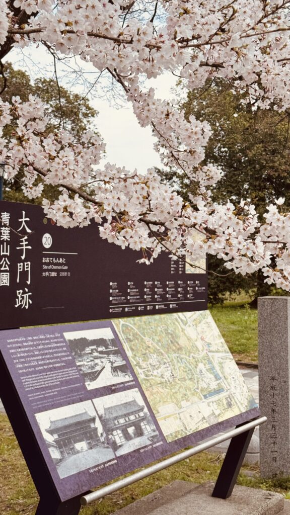 青葉山公園の桜